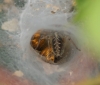 Agelena labyrinthica (with Large Skipper)