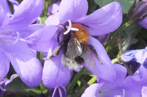 New Garden Bee Copyright: Peter Pearson