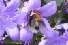 New Garden Bee 