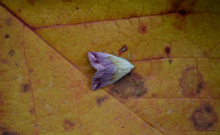 Beautiful Marbled Copyright: Samuel Chamberlin