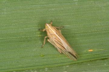 Stenocranus major Copyright: Peter Harvey