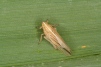 Stenocranus major