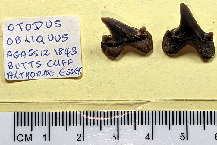 Two teeth of Otodus obliquus 2 Copyright: William George