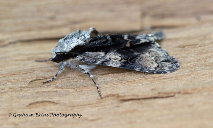 Alder Moth 2 Copyright: Graham Ekins