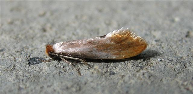 Tinea semifulvella. Copyright: Stephen Rolls