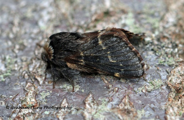 December Moth Poecilocampa populi Copyright: Graham Ekins