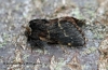 December Moth Poecilocampa populi Copyright: Graham Ekins