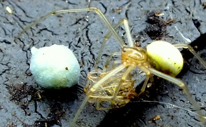 Enoplognatha ovata 3 Copyright: Peter Pearson