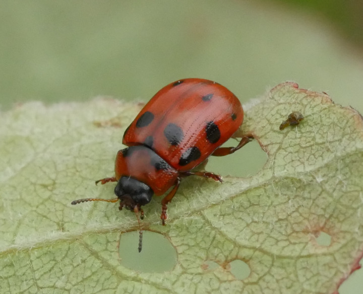 Gonioctena decemnotata on young Aspen Copyright: Roger Payne