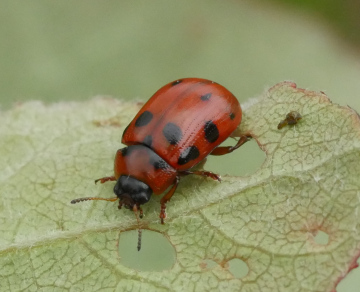 Gonioctena decemnotata on young Aspen Copyright: Roger Payne