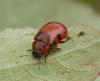 Gonioctena decemnotata on young Aspen