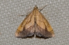 Evergestis limbarta