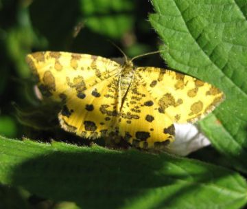 Speckled Yellow Copyright: Stephen Rolls