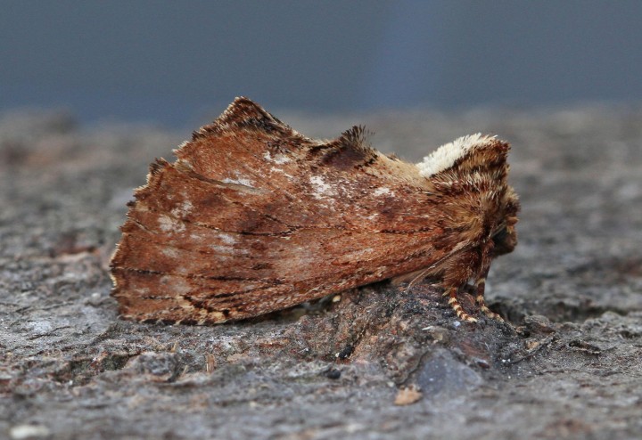 Coxcomb Prominent  Ptilodon capucina Copyright: Graham Ekins