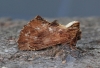 Coxcomb Prominent  Ptilodon capucina Copyright: Graham Ekins