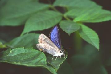 Neozephyrus quercus Copyright: Peter Harvey