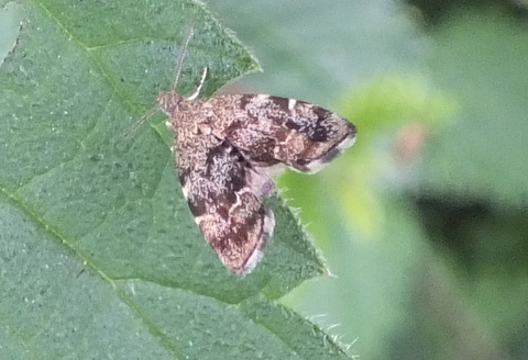 Nettle Tap Moth Copyright: Peter Pearson