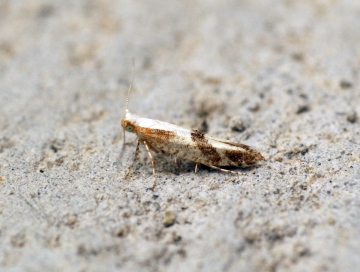 Argyresthia pruniella Copyright: Ben Sale