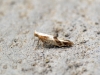 Argyresthia pruniella