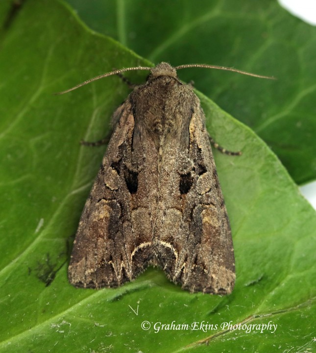 Lacanobia suasa  Dog's Tooth Copyright: Graham Ekins