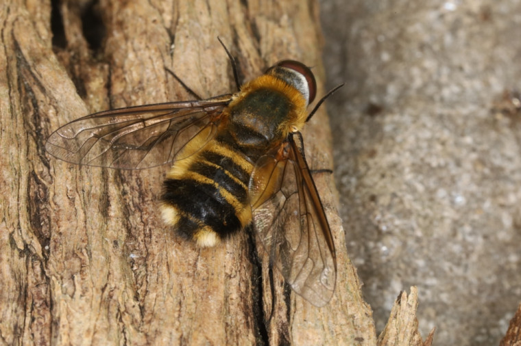 Villa modesta female 2 Copyright: Peter Harvey