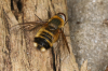 Villa modesta female 2