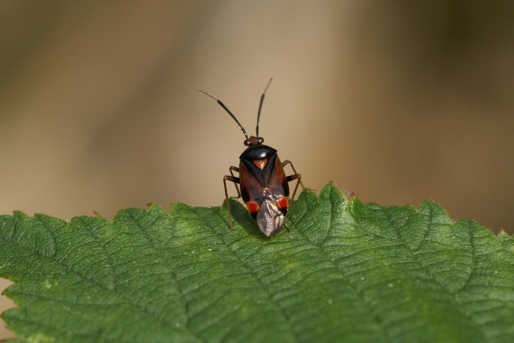 Deraeocoris ruber Copyright: Robert Smith