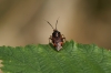 Deraeocoris ruber