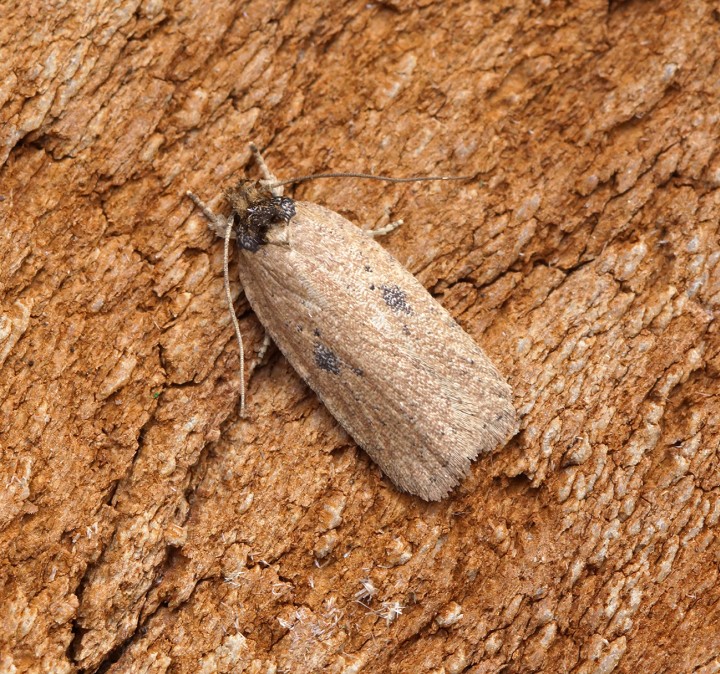 Agonopterix subpropinquella f.rhodochrella 1 Copyright: Ben Sale