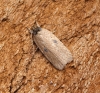 Agonopterix subpropinquella f.rhodochrella 1 Copyright: Ben Sale