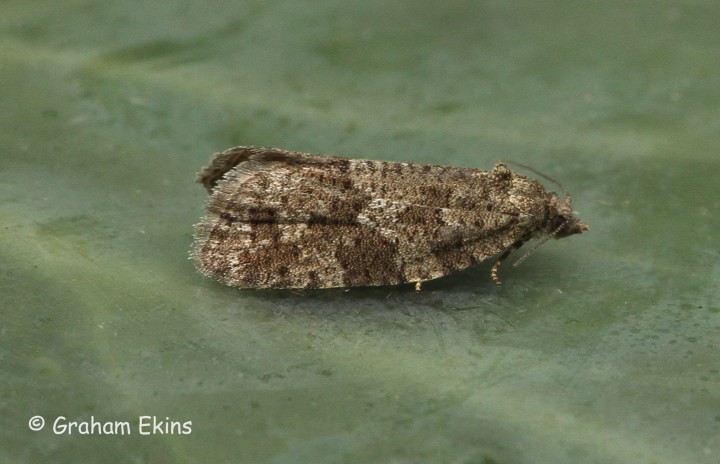 Cnephasia asseclana  Flax Tortrix Copyright: Graham Ekins