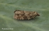 Cnephasia asseclana  Flax Tortrix