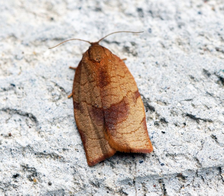 Cacoecimorpha pronubana (Female) Copyright: Ben Sale