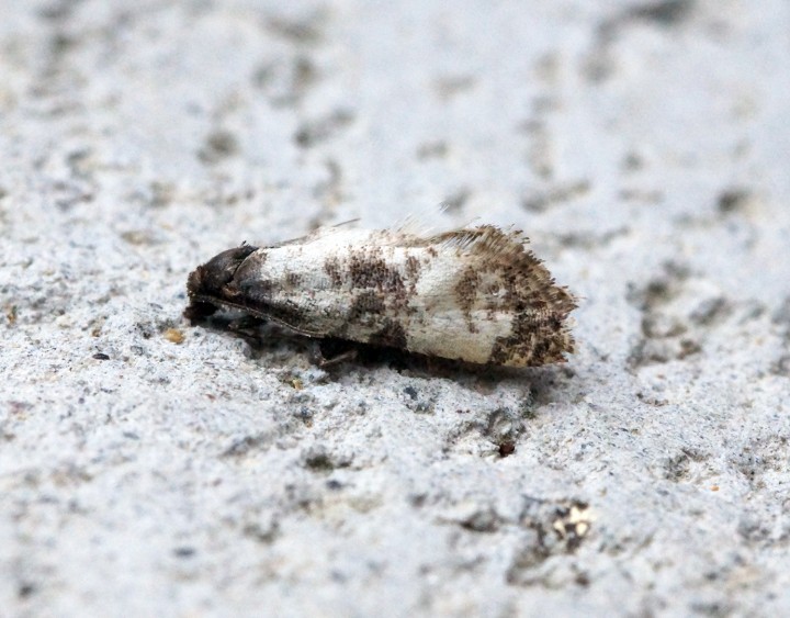 Cochylis dubitana Copyright: Ben Sale