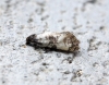 Cochylis dubitana 