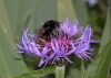 Bombus lapidarius