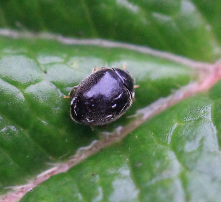 Stethorus punctillum Copyright: Yvonne Couch