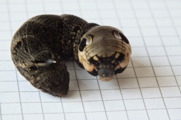 Elephant Hawkmoth caterpillar threat display Copyright: Peter Pearson