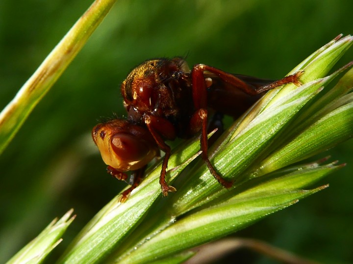 Sicus ferrugineus Colchester Copyright: Alf Mullins