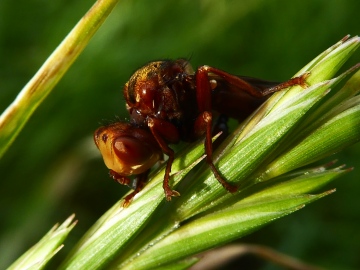 Sicus ferrugineus Colchester Copyright: Alf Mullins