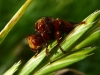 Sicus ferrugineus Colchester