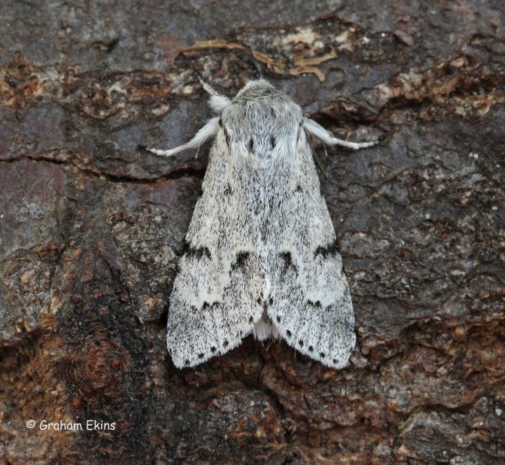 Acronicta leporina   Miller 5 Copyright: Graham Ekins