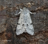 Acronicta leporina   Miller 5 Copyright: Graham Ekins