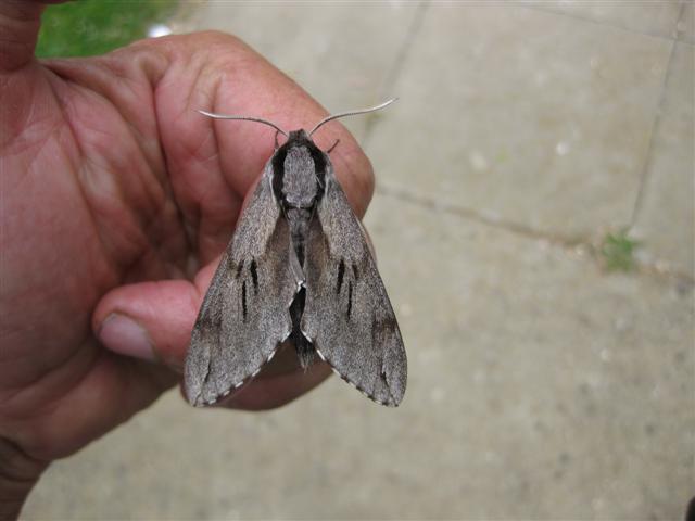 Pine Hawkmoth Copyright: Stephen Rolls