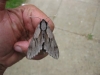 Pine Hawkmoth 