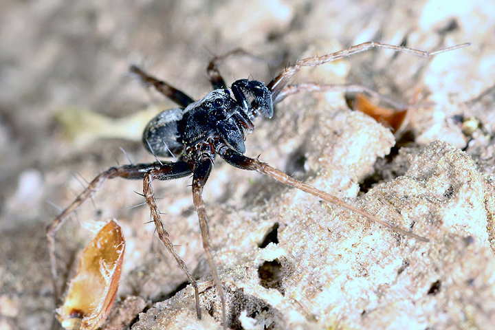 Pardosa saltans -male (8 May 2011) Copyright: Leslie Butler