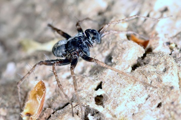 Pardosa saltans -male (8 May 2011) Copyright: Leslie Butler