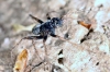 Pardosa saltans -male (8 May 2011)