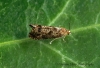 Grapholita lobarzewskii  GD 