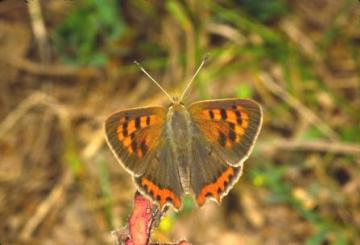 Lycaena phlaeas Copyright: Peter Harvey